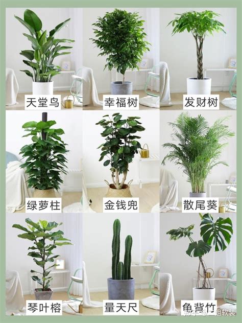 家门前种什么植物最好|家门口最适合种什么植物（打造美丽生态环境）